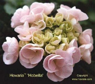 Hovaria 'Hobella'
