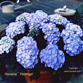 Hovaria 'Homigo'