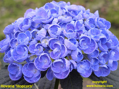 Hovaria 'Hopcorn'