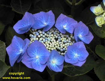 Teller Blauw