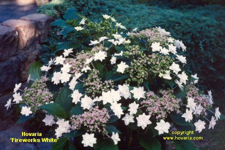Hovaria 'fireworks'