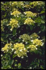 Hydrangea petiolaris