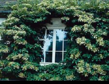 Hydrangea petiolaris