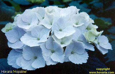Hovaria 'Hopaline'